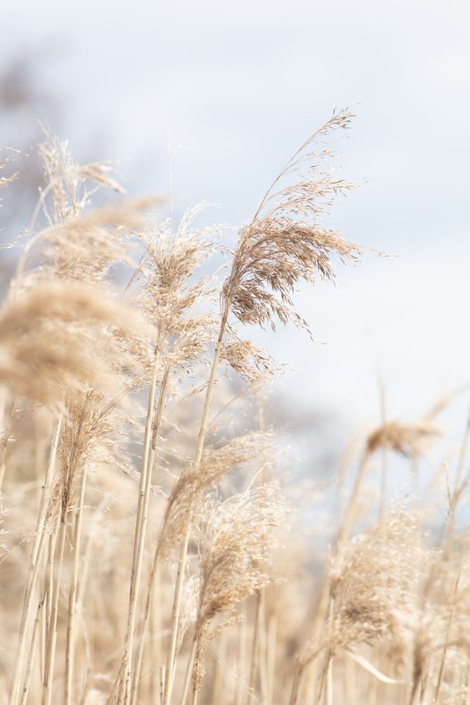 Grass Reed and sky_3 from Pictufy Studio III