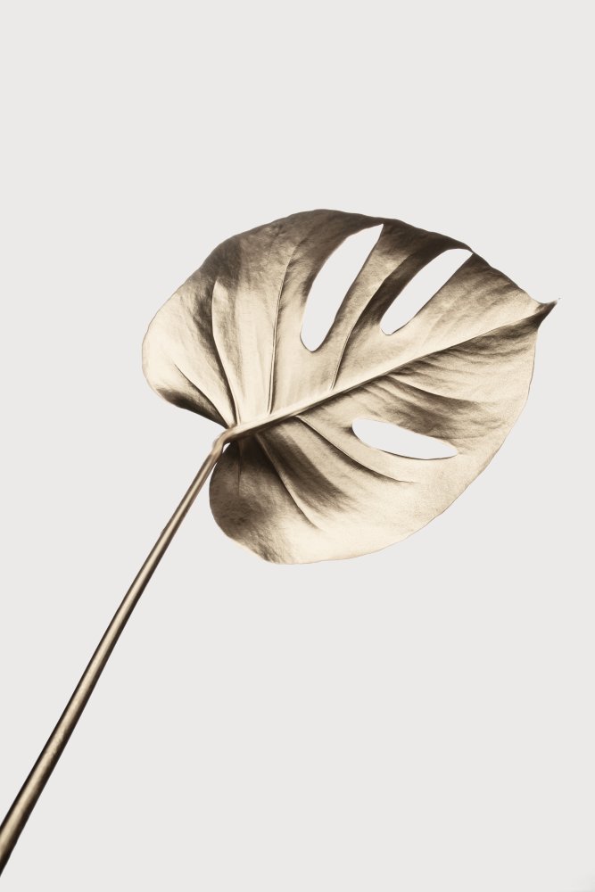 Monstera Gold 07 from Pictufy Studio III