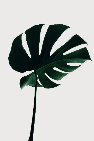 Monstera Natural 10