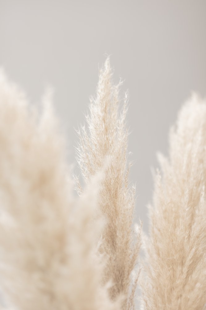 Pampas Grass Grey 04 from Pictufy Studio III