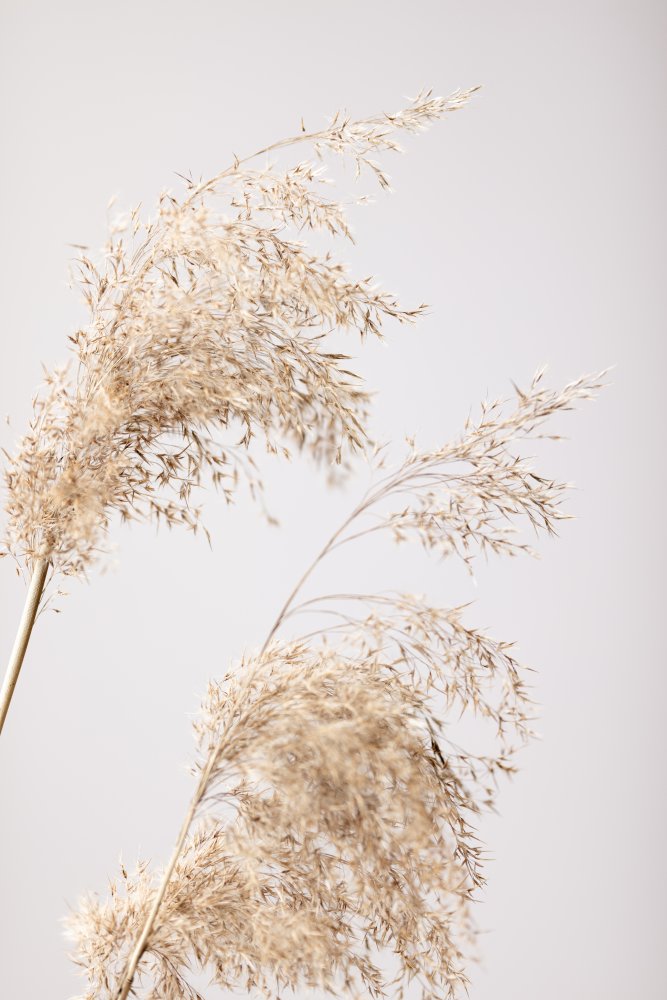 Reed Grass Grey 06 from Pictufy Studio III