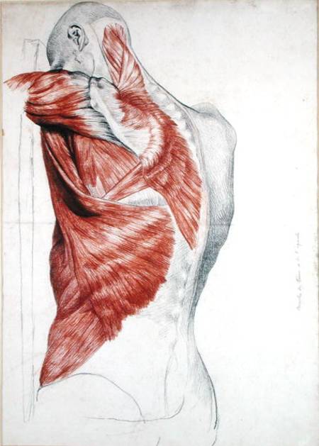 Human Anatomy; Muscles of the Torso and Shoulder (pencil & red chalk on paper) from Pierre Jean David d'Angers