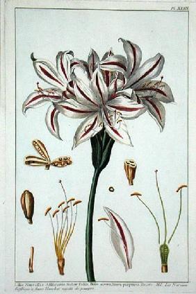 Lilio Narciffus Affricanus from 'Collection precieuse et enluminee'
