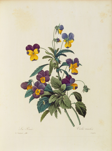 Pansy / Redouté