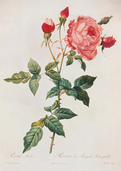 Rosa Indica from Pierre Joseph Redouté