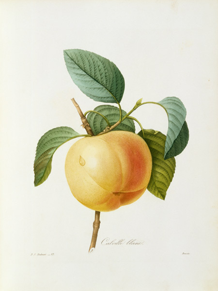 Apple, Calville blanc  from Pierre Joseph Redouté