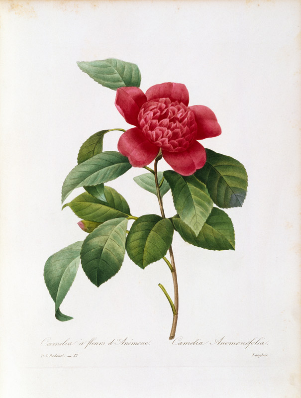 Camellia / Redouté from Pierre Joseph Redouté