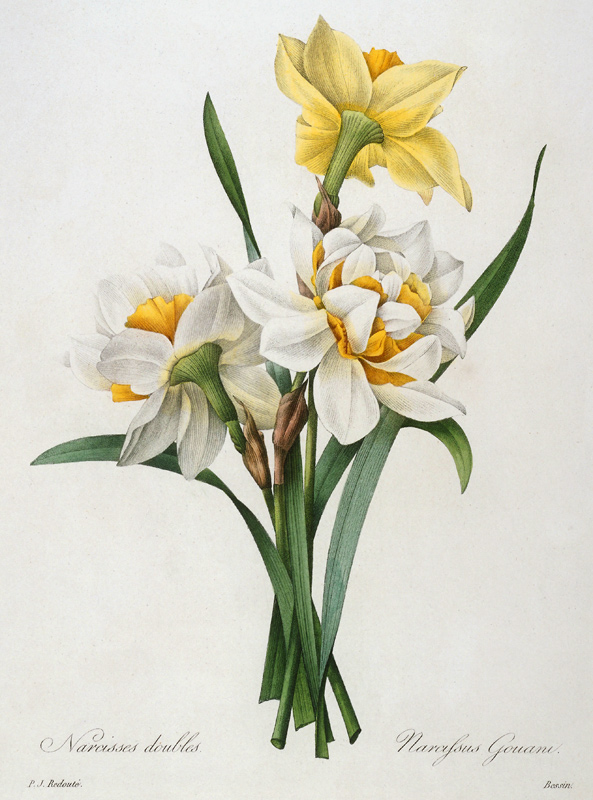 Daffodil / Redouté from Pierre Joseph Redouté