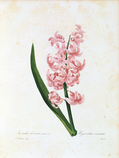Hyacinth / Redouté from Pierre Joseph Redouté