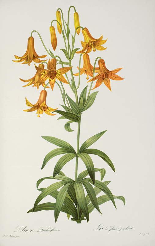 Lilium Penduliflorum, from `Les Liliacees' from Pierre Joseph Redouté