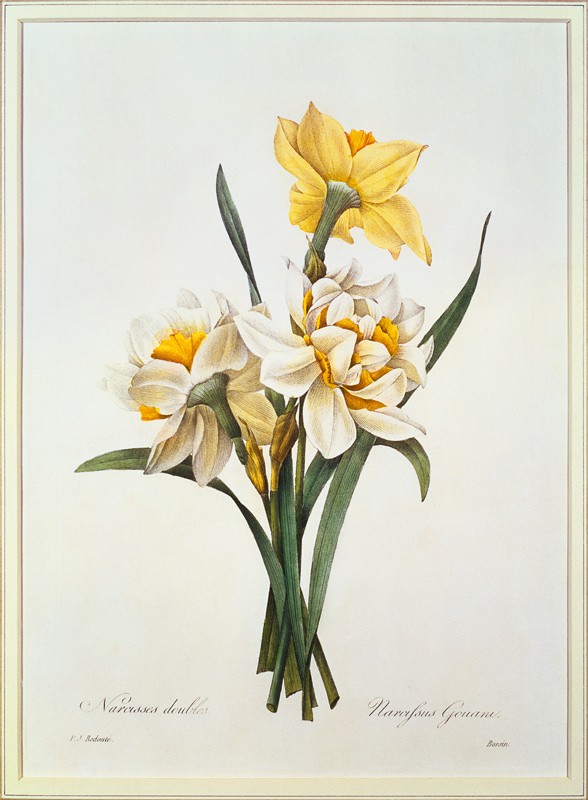 Narcissus gouani (double daffodil), engraved by Bessin, from 'Choix des Plus Belles Fleurs' from Pierre Joseph Redouté
