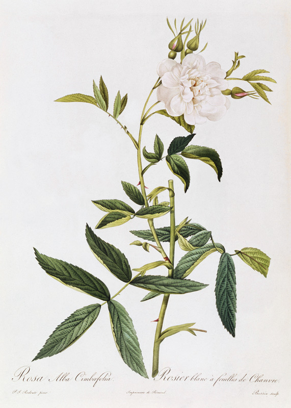 Rosa Alba Cimbaefolia from Pierre Joseph Redouté
