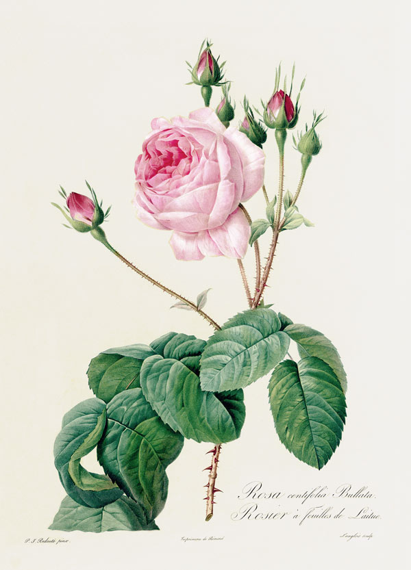 Rosa Centifolia Bullata from Pierre Joseph Redouté