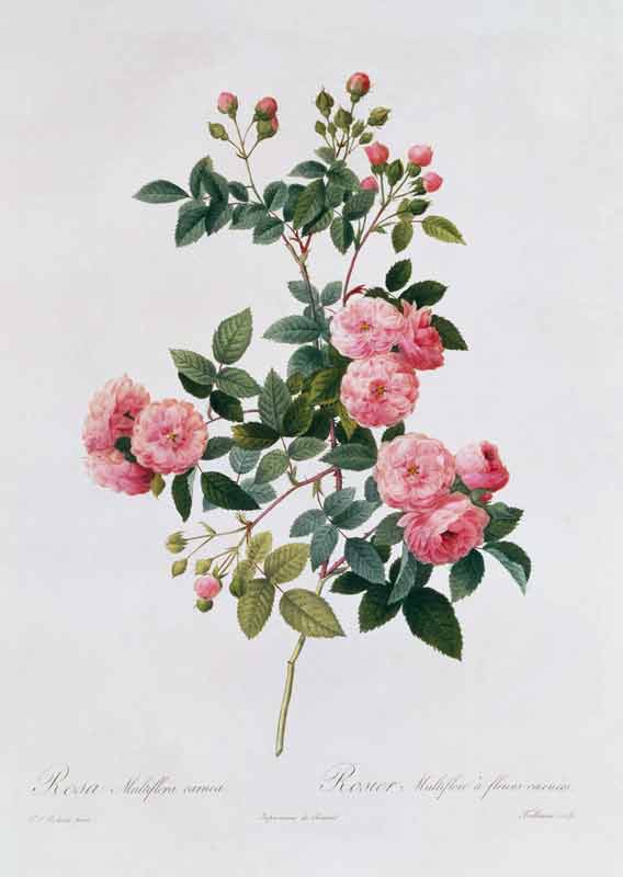 Rosa Multiflora Carnea from Pierre Joseph Redouté