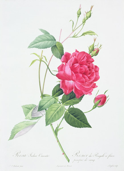 Rosa indica cruenta (blood-red Bengal rose), engraved by Langlois, from 'Les Roses' from Pierre Joseph Redouté