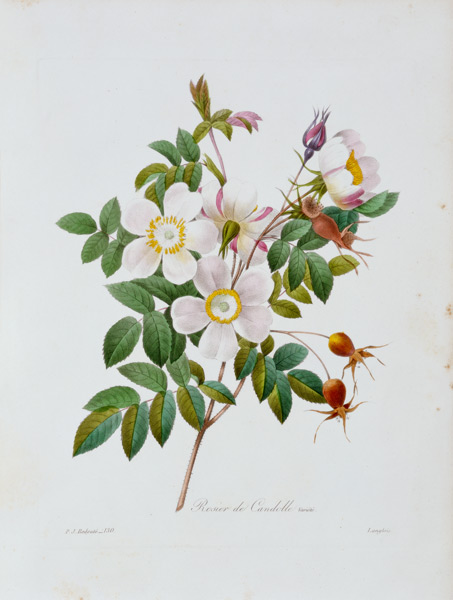 Rose, Candolle / Redouté 1835 from Pierre Joseph Redouté