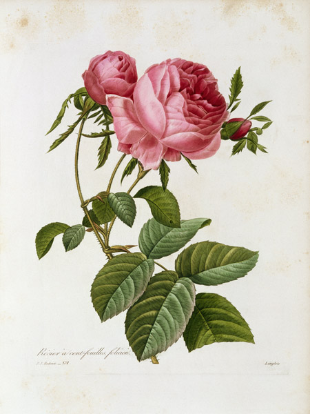 Roses / Redouté 1835, 131 from Pierre Joseph Redouté