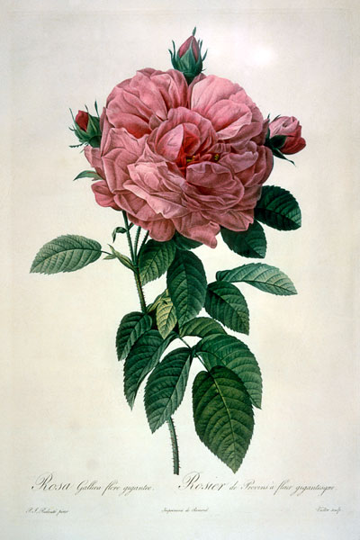 Rosa Gallica Flore Giganteo from Pierre Joseph Redouté