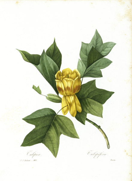 American Tulip Tree / Redouté from Pierre Joseph Redouté