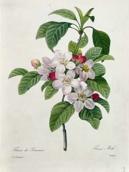 Apple Blossom, from 'Les Choix des Plus Belles Fleurs' from Pierre Joseph Redouté