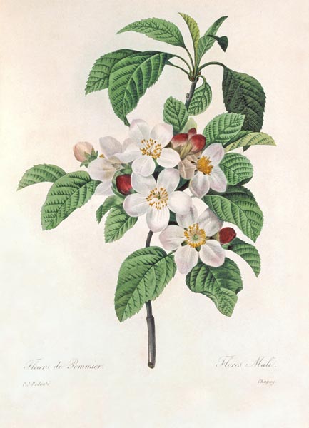 Apple blossom / Redouté from Pierre Joseph Redouté