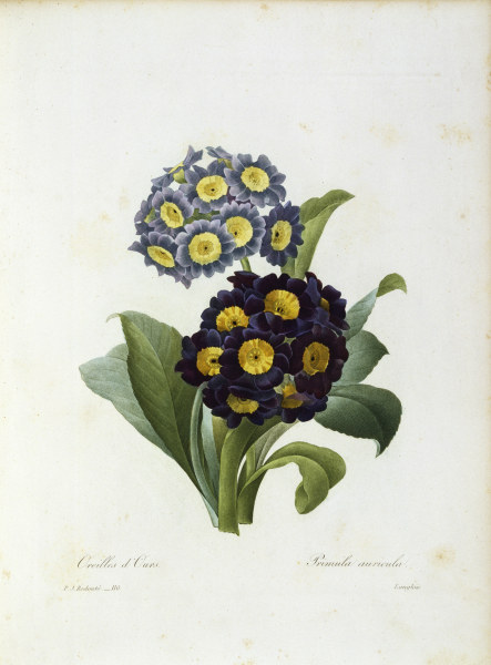 Auricula from Pierre Joseph Redouté