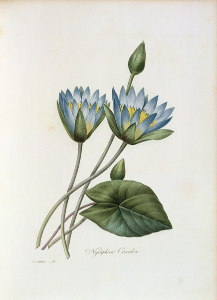 Blue Lotus / Redouté from Pierre Joseph Redouté