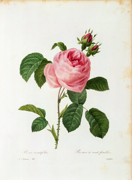 Cabbage Rose / Redouté 1835 from Pierre Joseph Redouté