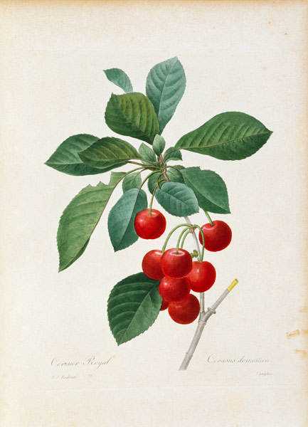 Cherry / Redouté from Pierre Joseph Redouté