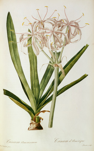 Crinum Americanum, from `Les Liliacees' from Pierre Joseph Redouté