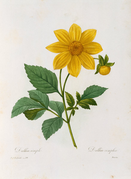 Dalea simplex, engraved by Bessin, from 'Choix des Plus Belles Fleurs' from Pierre Joseph Redouté