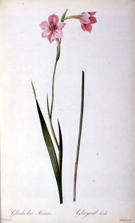 Gladiolus Hirsulus, from `Les Liliacees' from Pierre Joseph Redouté