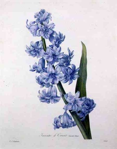 Hyacinthus orientalis (common hyacinth), engraved by Victor, from 'Choix des Plus Belles Fleurs' from Pierre Joseph Redouté