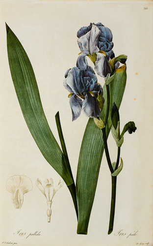 Iris Pallida, from `Les Liliacees' from Pierre Joseph Redouté