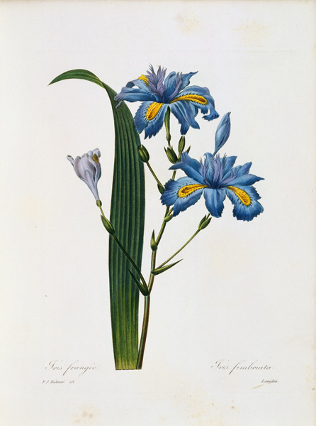 Iris fimbriata  from Pierre Joseph Redouté