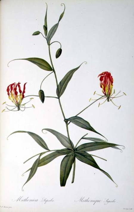 Methonica Superba, from `Les Liliacees' from Pierre Joseph Redouté