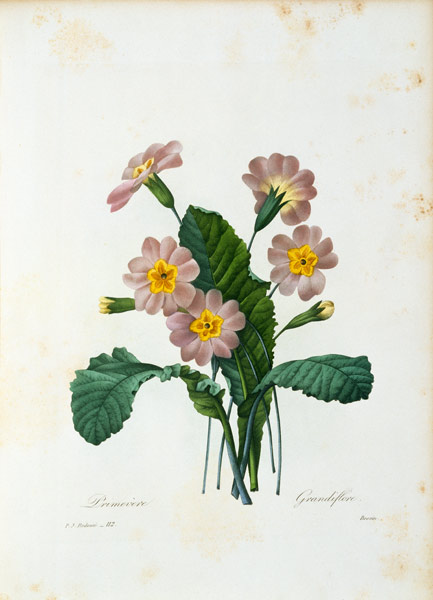 Primula Grandiflore / Redouté from Pierre Joseph Redouté