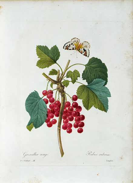 Redcurrant / Redouté from Pierre Joseph Redouté