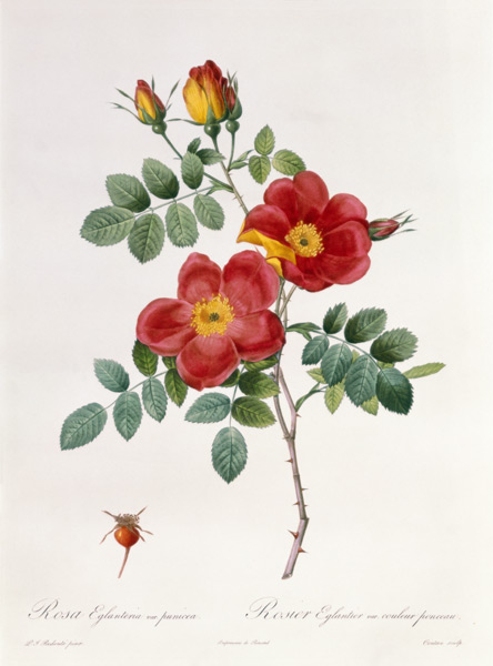 Rosa Eglantera Punicea from Pierre Joseph Redouté