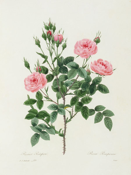 Rosa Pomponia / Redouté 1835 - Artist Artist as art print or hand ...