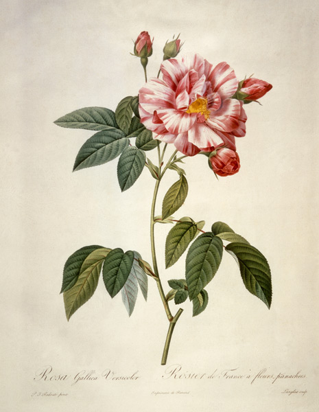 Rosa gallica versicolor / after Redoute from Pierre Joseph Redouté