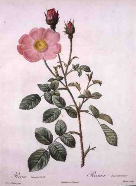Rosa muscosa (moss rose), engraved by Gouten, from 'Les Roses' from Pierre Joseph Redouté