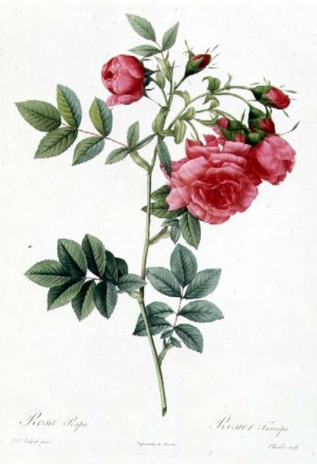 Rosa Pimpinellifolia Flore Variegato from Pierre Joseph Redouté
