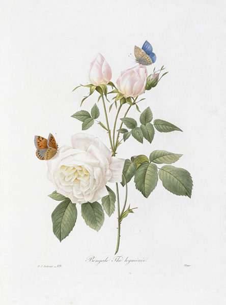 Tee Rose / Redouté 1835 from Pierre Joseph Redouté