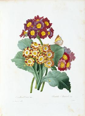 Auricula / Redouté