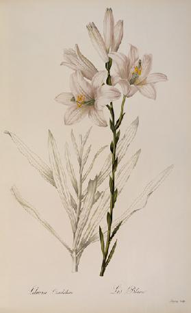 Lilium Candidum, from `Les Liliacees'