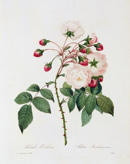 Rose Adelia Aurelianensis / Redouté 1835