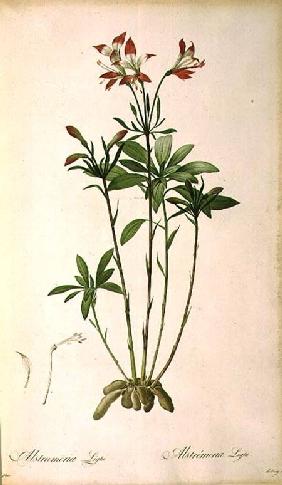 Alstraemeria Ligtu, from `Les Liliacees'