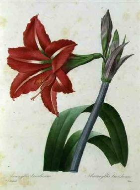 Amaryllis bresiliensis (Brazilian amaryllis), engraved by Victor, from 'Choix des Plus Belles Fleur'