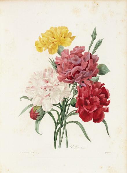 Carnations / Redouté